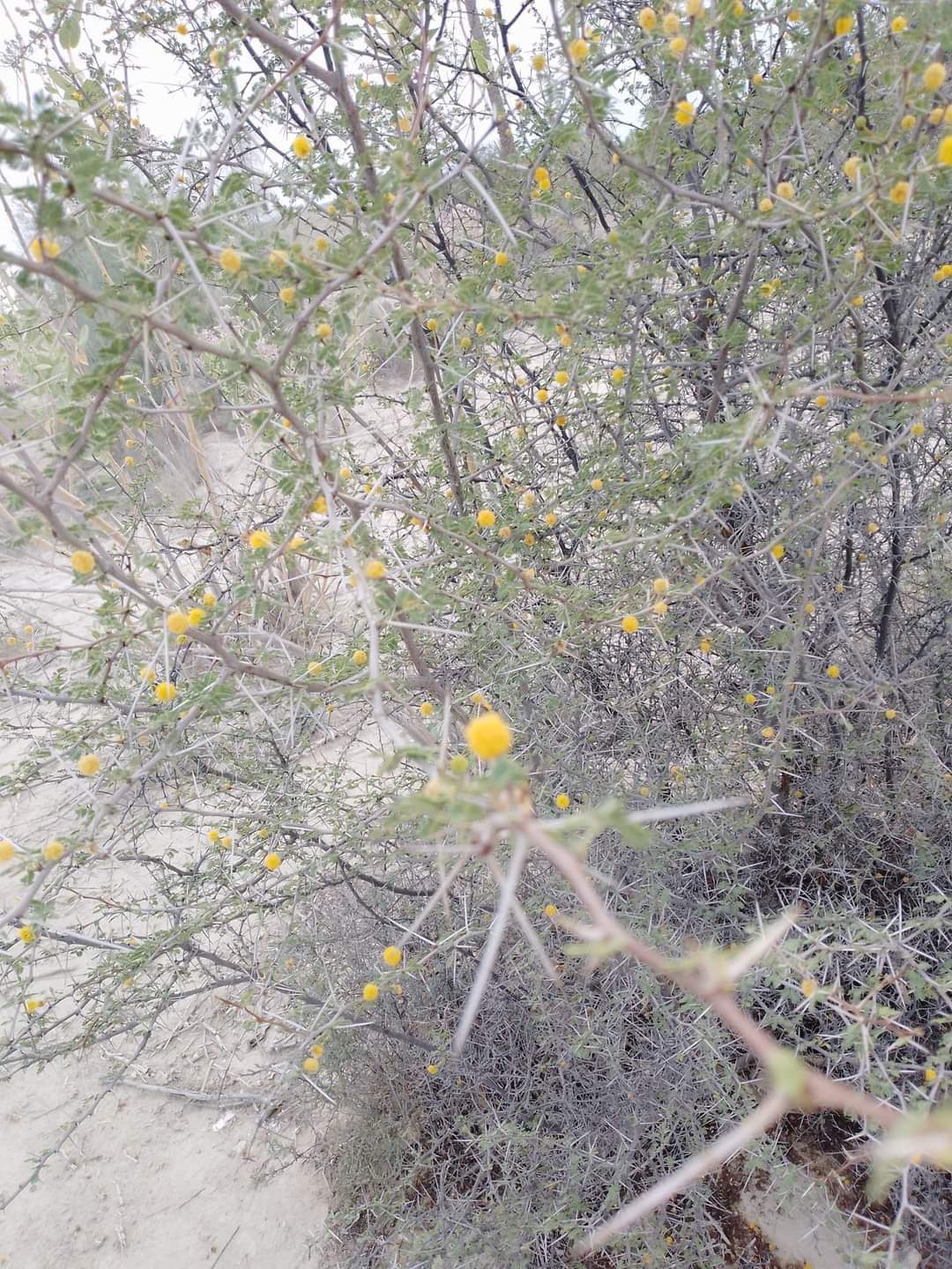 Acacia jacquemontii Benth<br/>Synonym: Vachellia jacquemontii<br/>Family: Mimosaceae<br/>Balochi name: Chagird (چگرد)